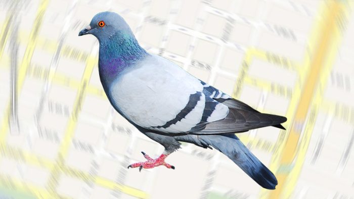 Pigeon Algorithm, the biggest change in local SEO